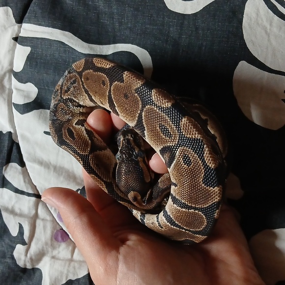 Meet the Posher/About the Seller - Picture 9 of 9